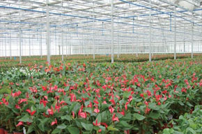 碳钎维发热电缆大棚铺装