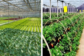 碳钎维发热电缆大棚铺装