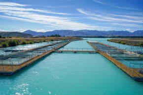 水产养殖纳米银KDN-O1多功能灭菌剂