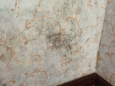 室内墙纸防霉保护 室内墙纸防霉保护