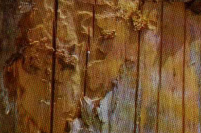 木材无机防霉防菌剂 木材无机防霉防菌剂