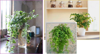 空气除臭剂 空气除臭剂