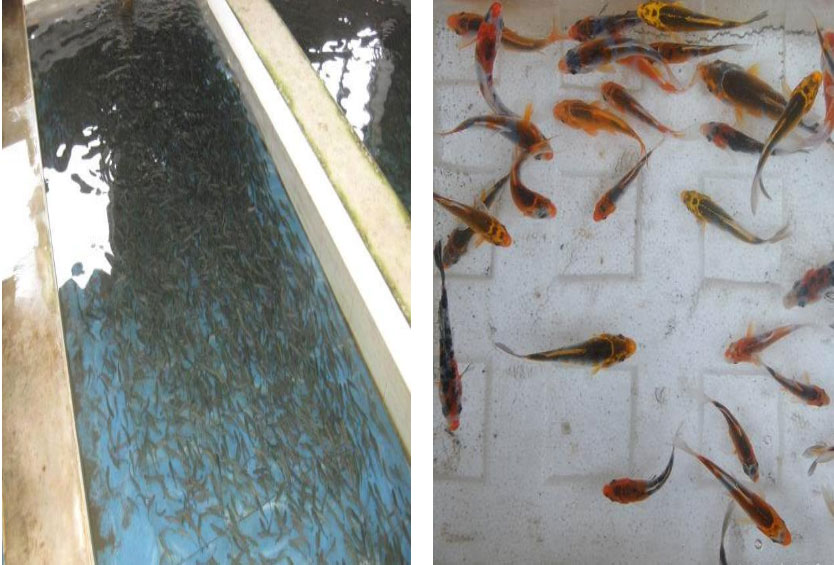 碳钎维发热电缆养殖场铺装