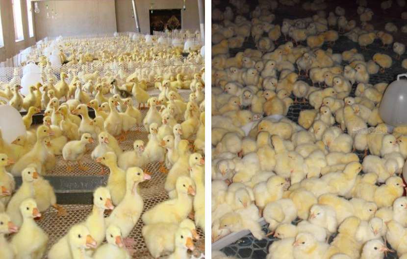 碳钎维发热电缆养殖场铺装