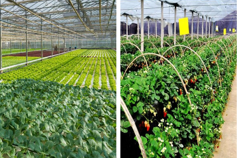 碳钎维发热电缆大棚铺装